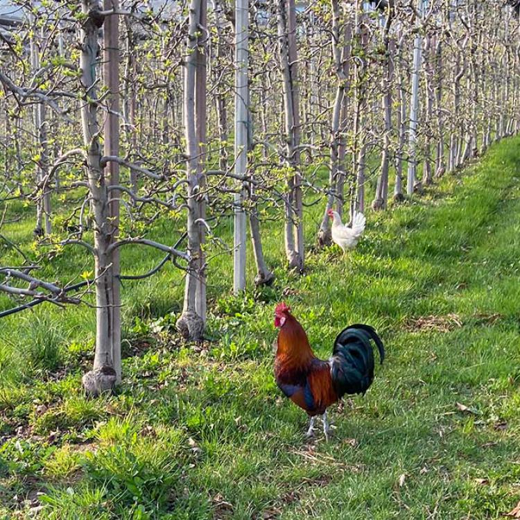 Le galline del Trischerhof