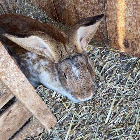 Hasen am Trischerhof