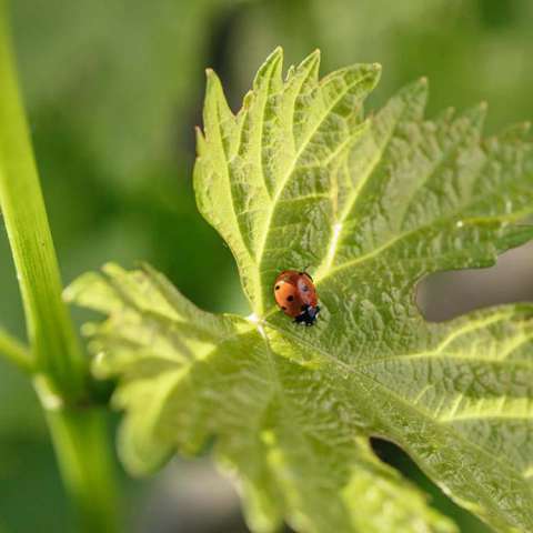 Coccinella