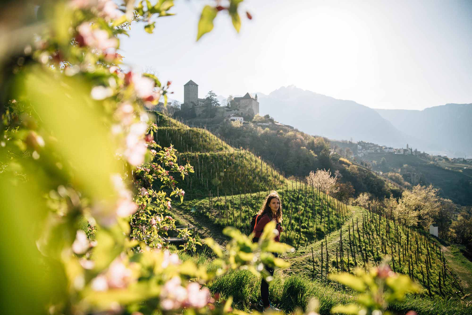 Schloss Tirol - Apfelblüte