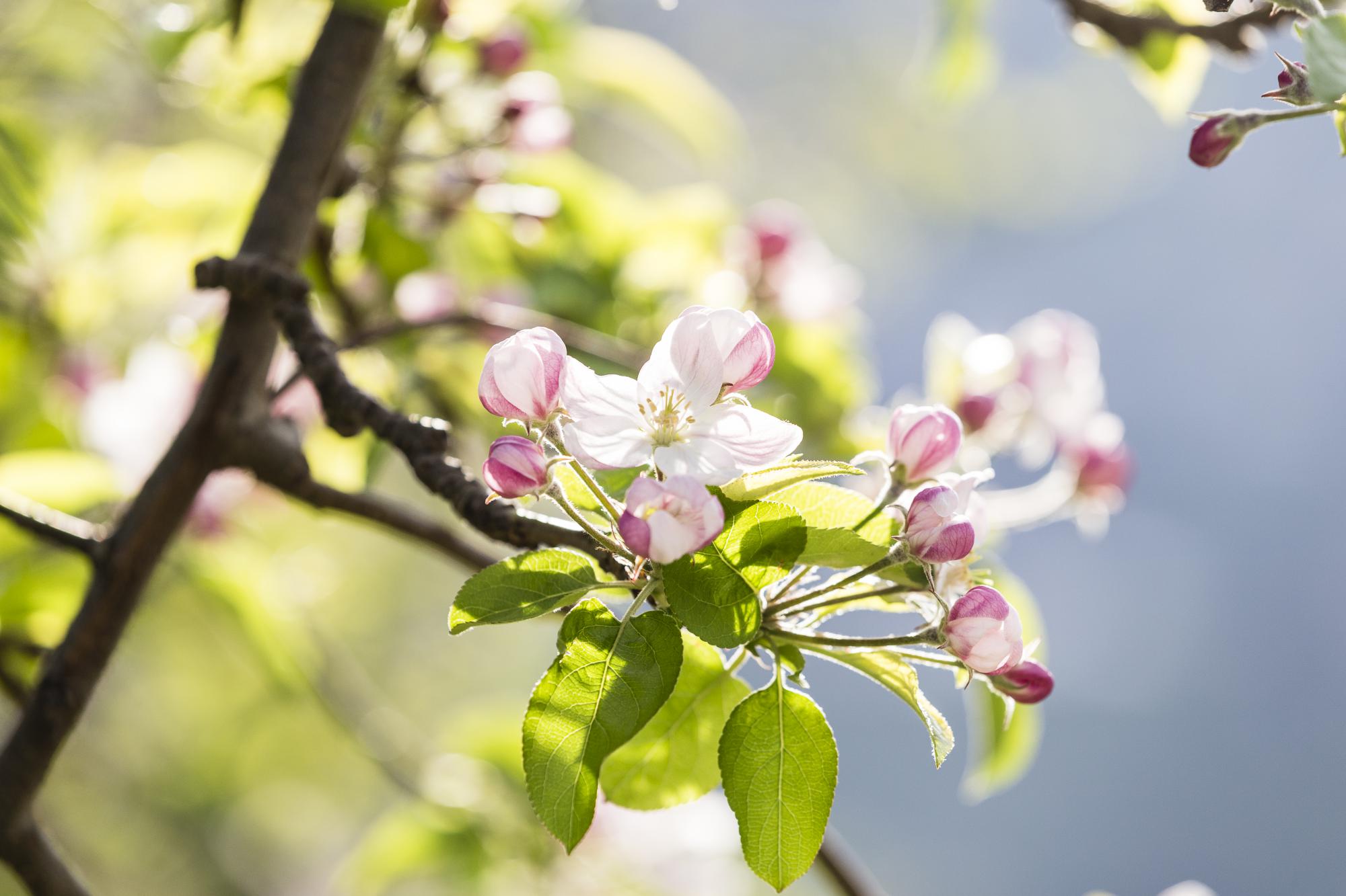 Frühlingsblüte in Dorf Tirol